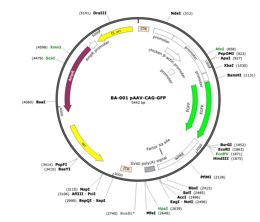 Plasmid Map
