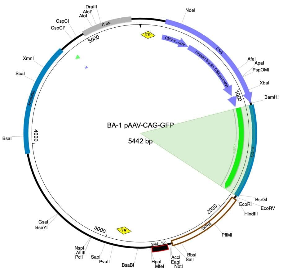 Plasmid Map